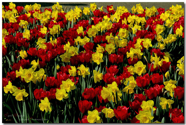 * сад Кеукенхоф 2007 / Keukenhof garden 2007