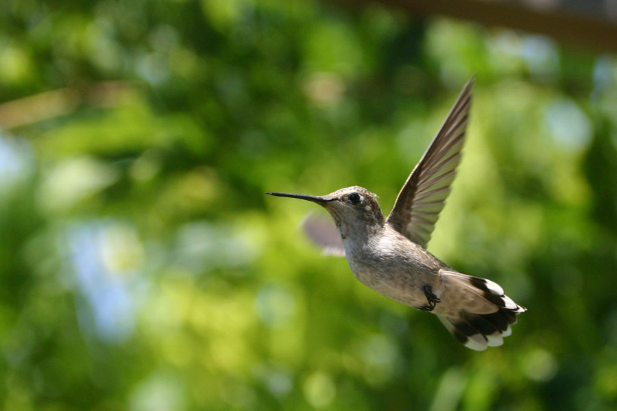 Колибри humming bird колибри