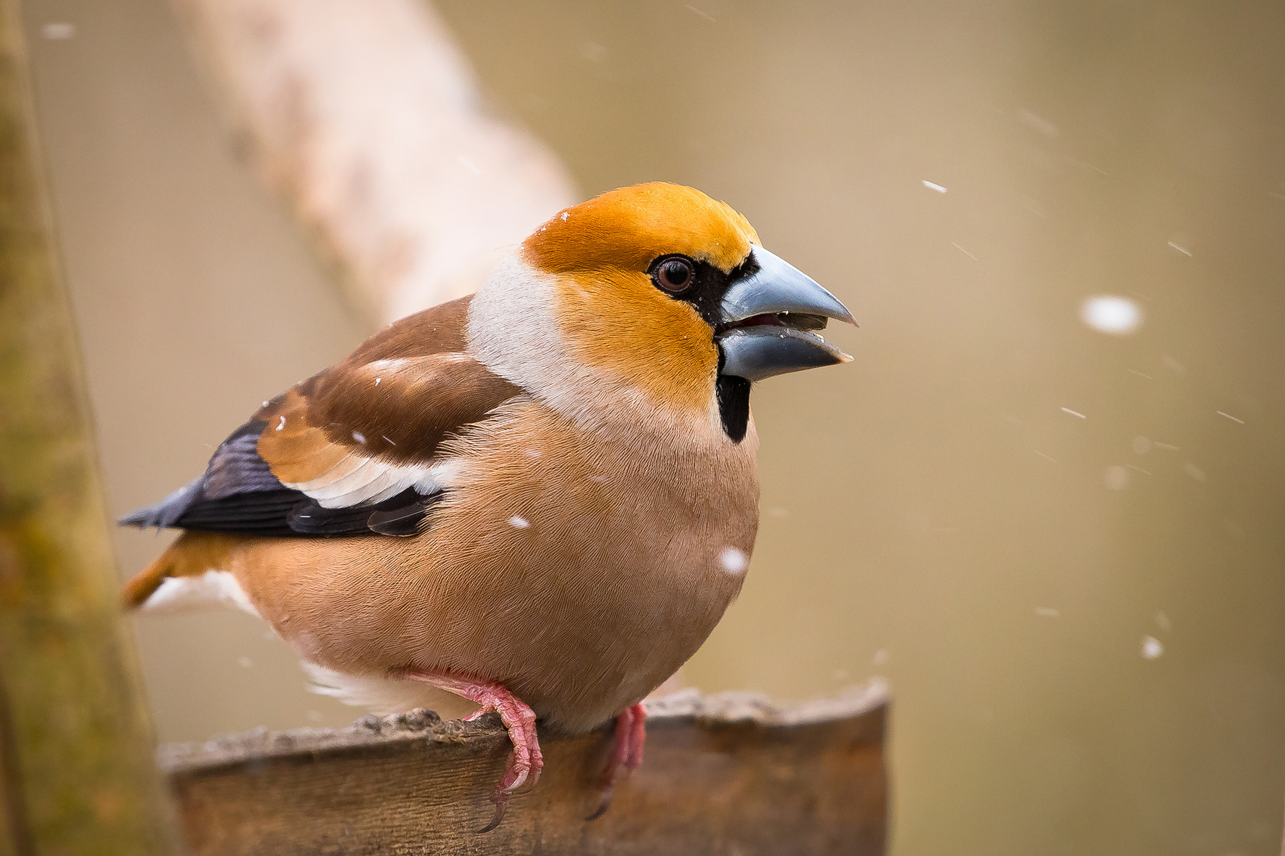 Hawfinch 