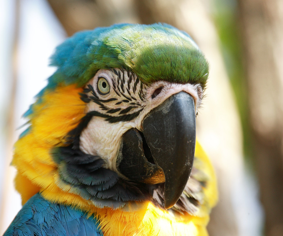 Macaw portpait Iguazu Macaw portrait