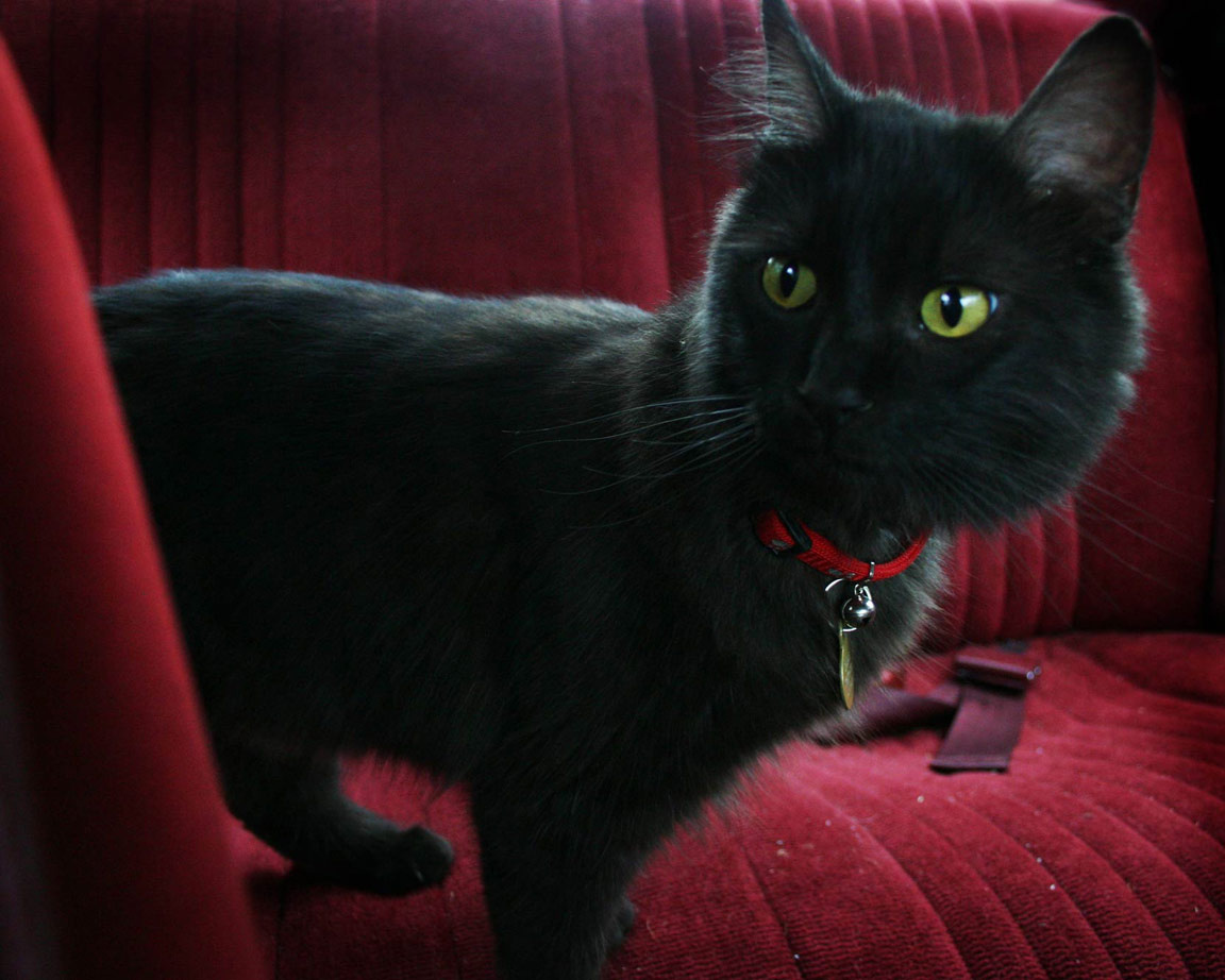 looking out cat, car, black, burgundy