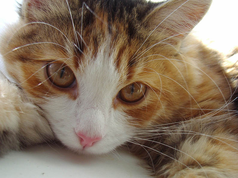 Фишка кошка, усы
