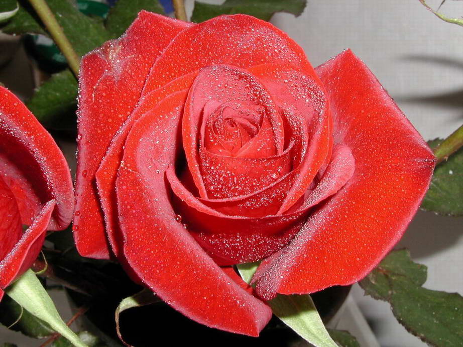 Rose Rose Роза красная цветок