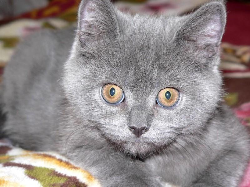 Гипнотизер котик