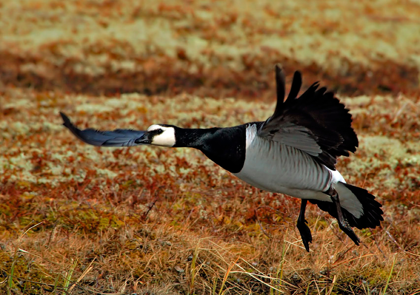 Мягкая посадка Белощекая казарка, Branta leucopsis, Barnacle Goose, Tobseda, Barents Sea, Arctic