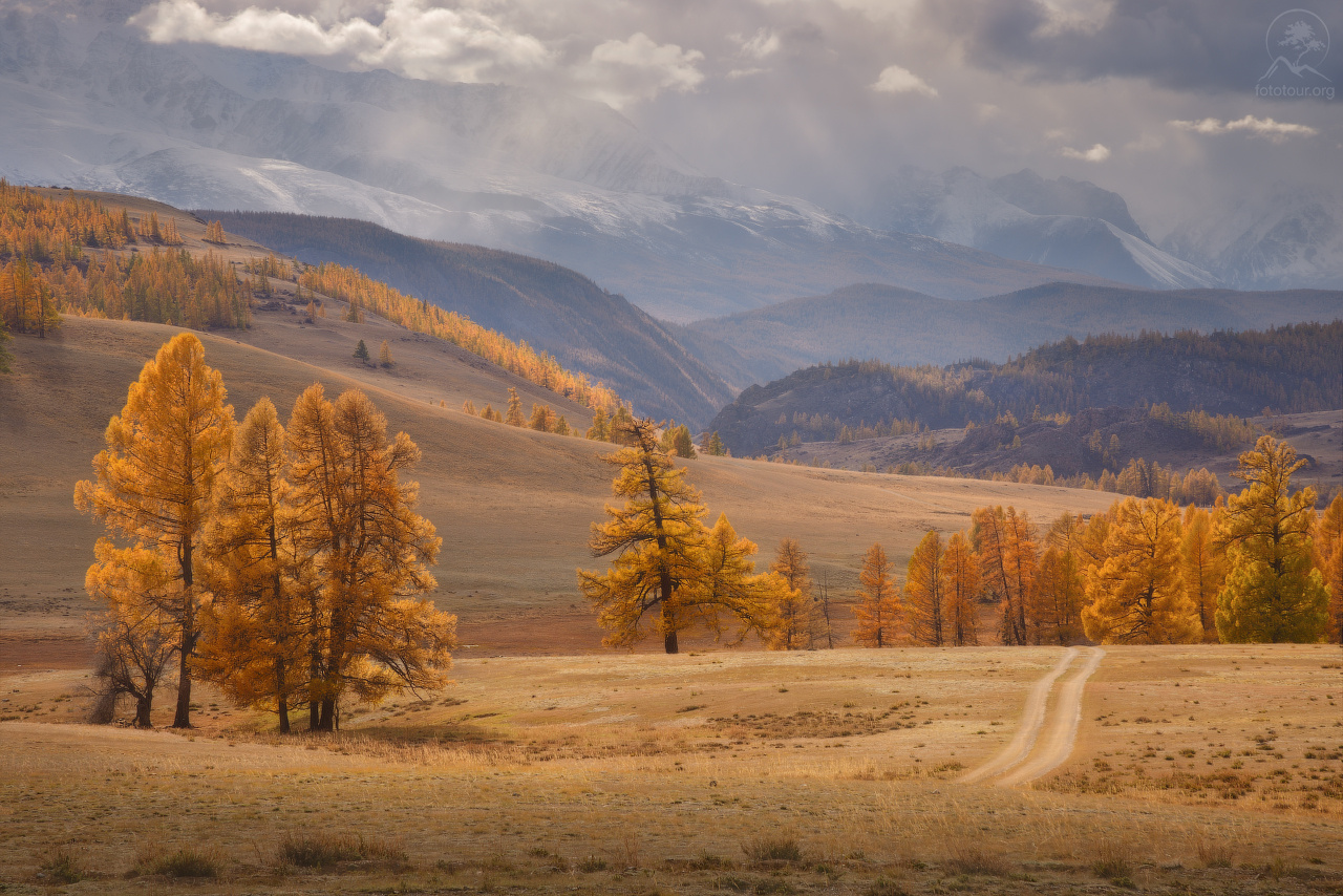 Алтайская алтай осень курай