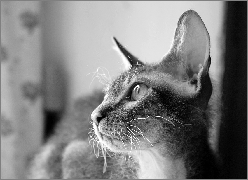 Юстиан донской сфинкс кот кошка браш