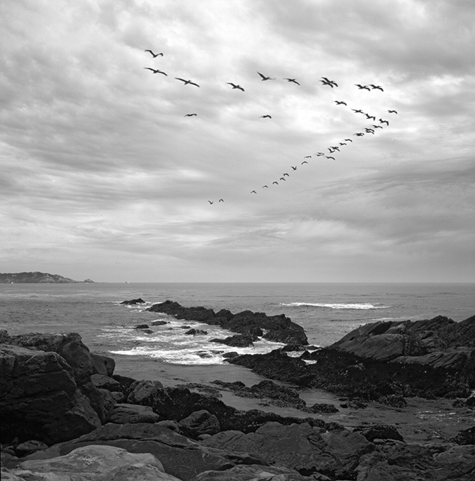Point Lobos 