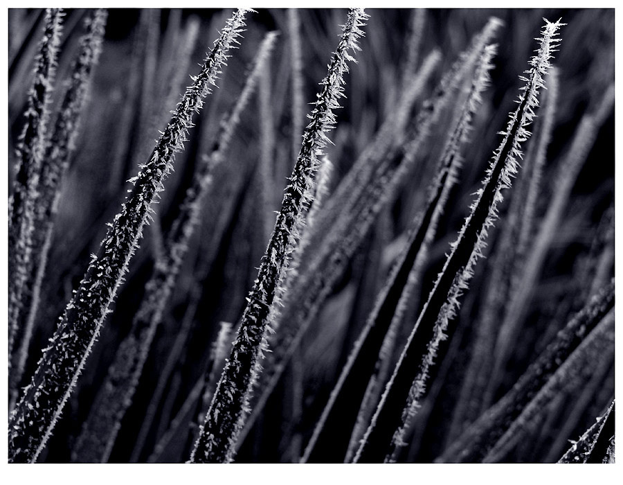 hoar-frost 