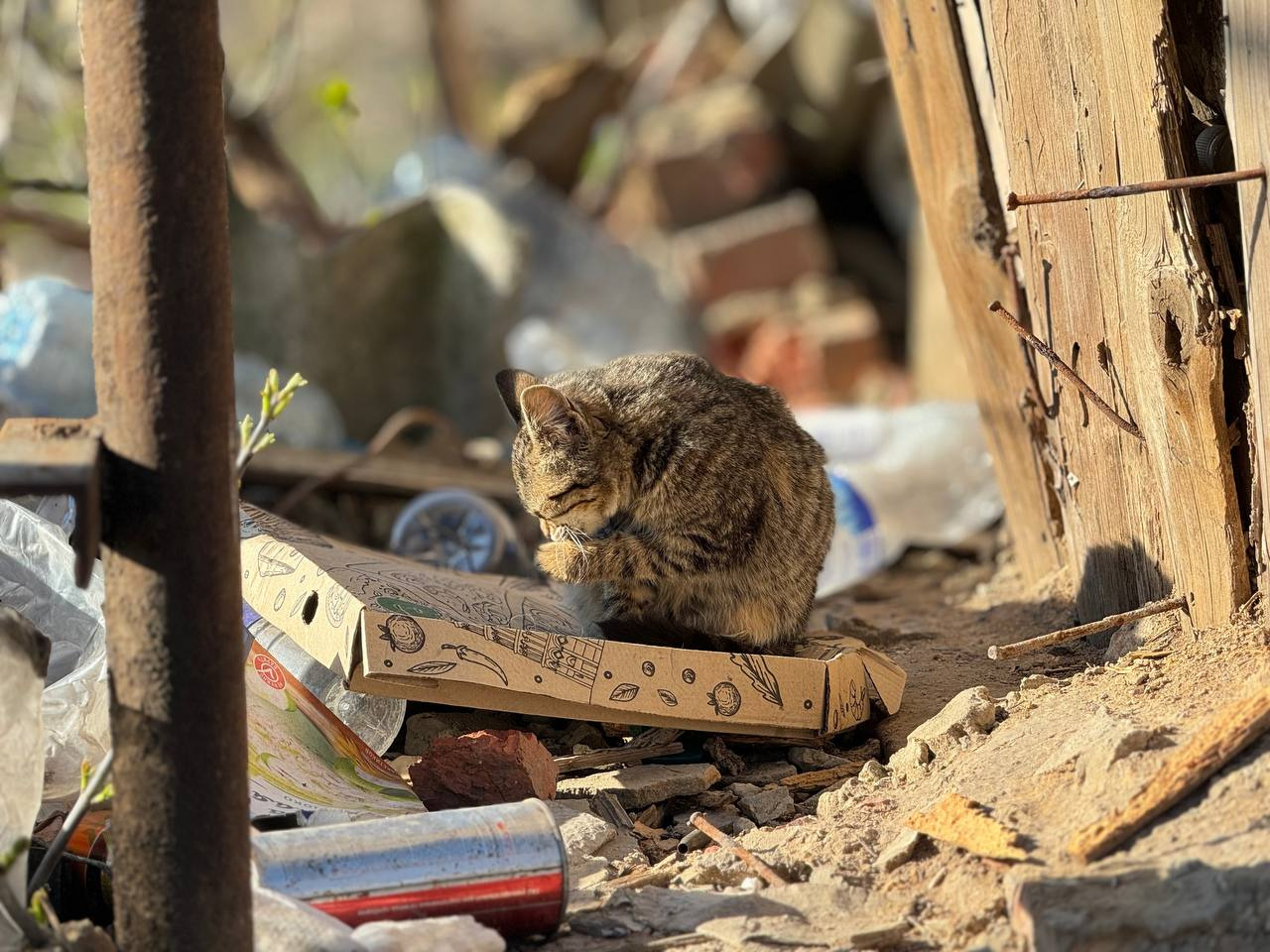 Коты на службе_2 