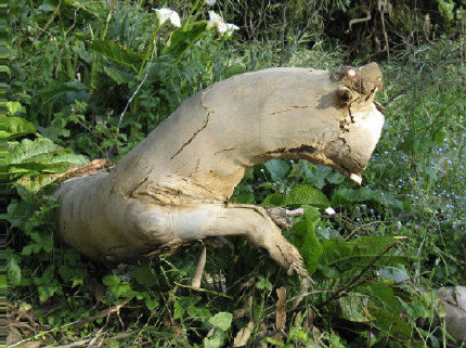  Чудище  Чудище. Парк. Весна