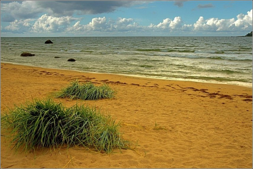 Солнечный берег берег, море, Балтийское, осока, песок, облака