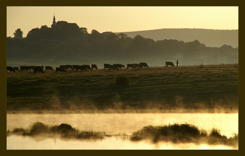 Golden Morning 