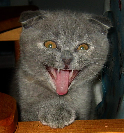 ~ не подходи близко, я тигренок, а не киска! ~ 