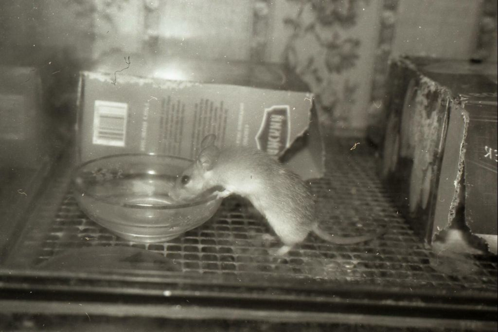 мышиное мыши,чб
