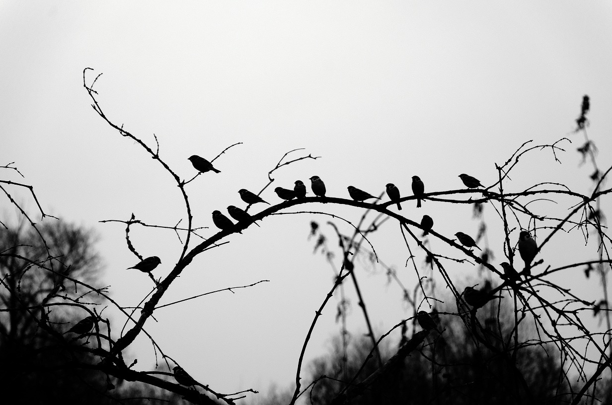 Angry Birds 