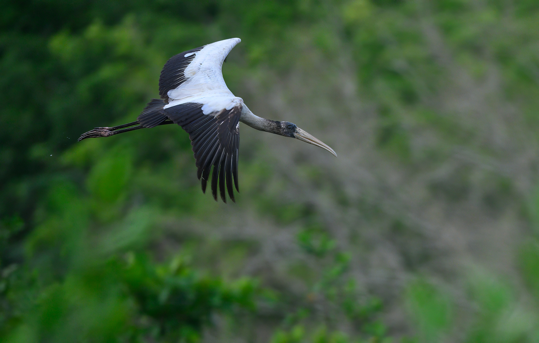 Wood Stork 