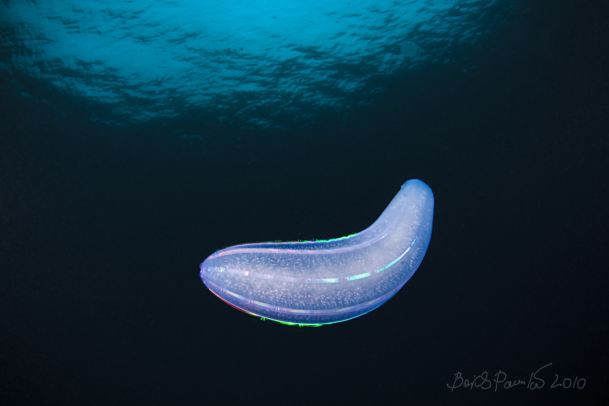 смайлик :) comb jelly, sea gooseberry, sea walnut, or Venus's girdles гребневик anion Приморье Японское море