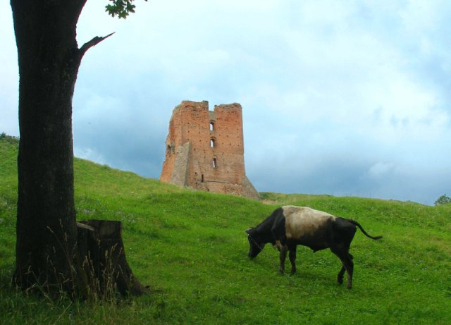 ... Новогрудок, корова