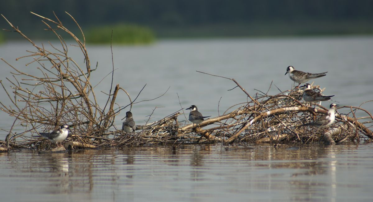 Коммуналка. ч.1 птица птицы чайка чайки вода природа полет гнездо вплавь