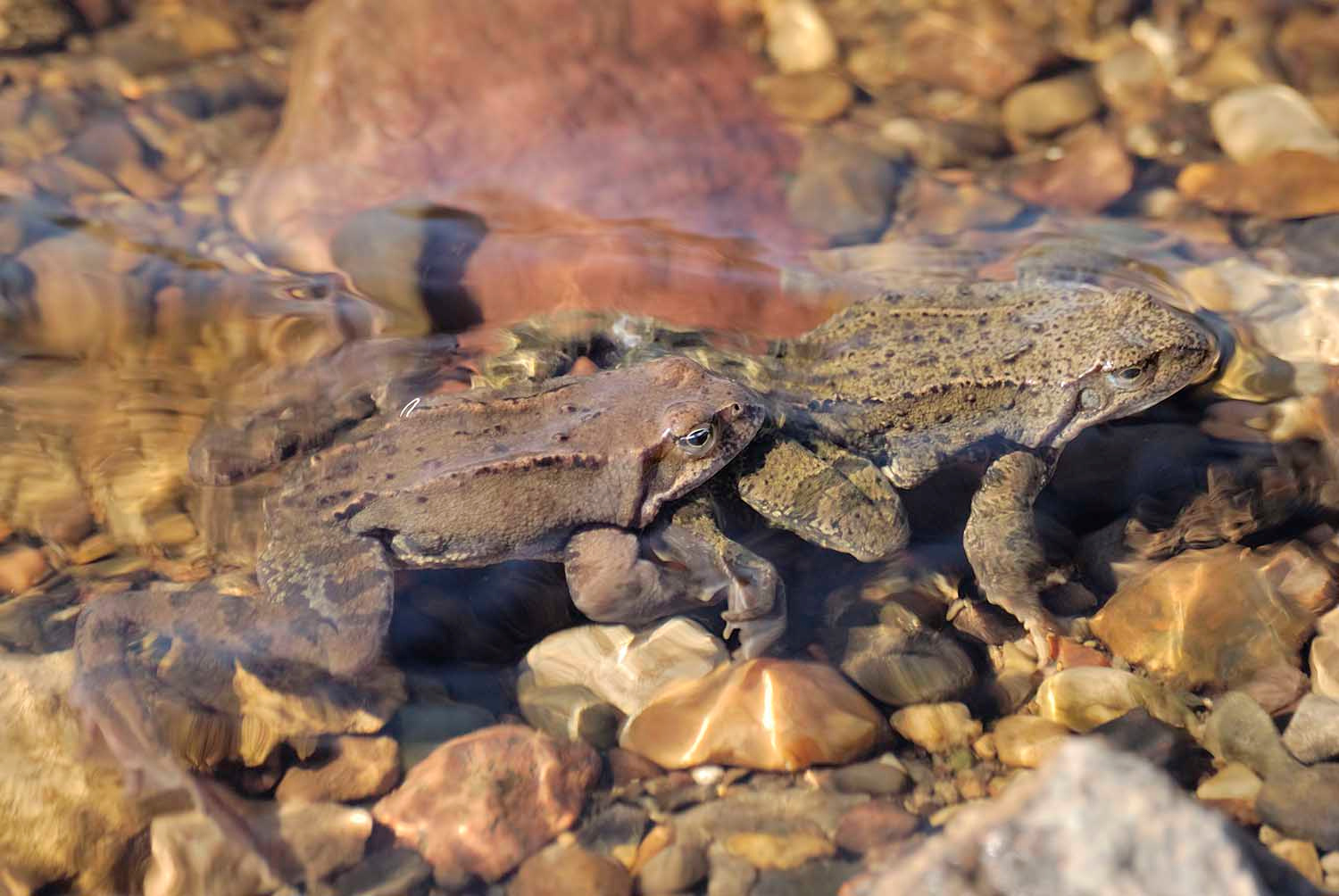 Парный весенний заплыв вода, лягушка