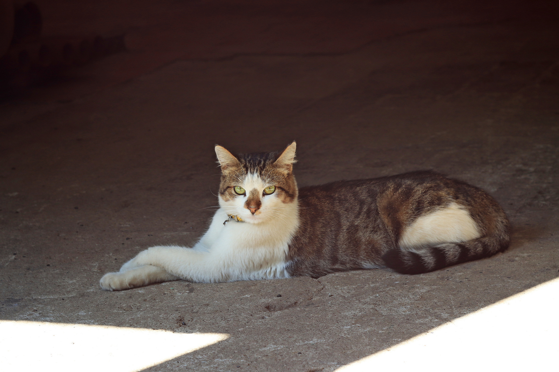 *** кошка животные canon 800d helios