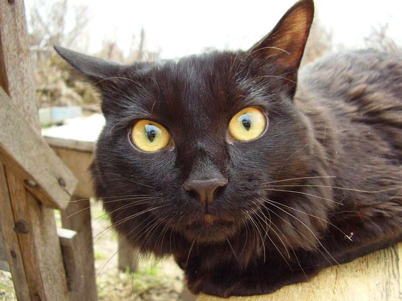 Алиска кошка, глаза