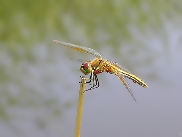 dragonfly 