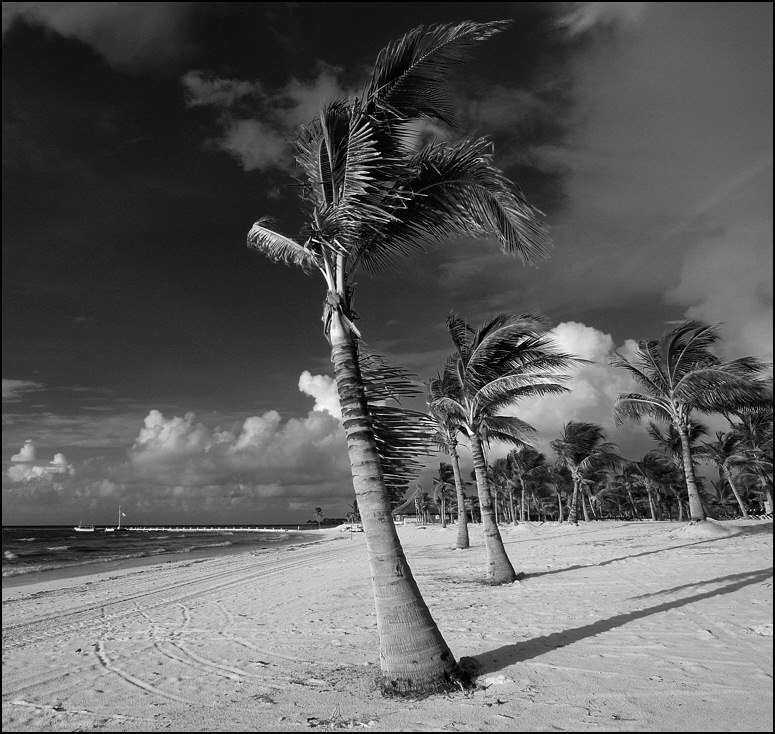Dancing Palms Dancing, Palms, Mexico