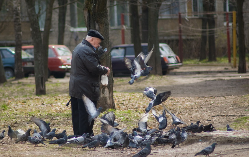 *** голуби корм старик
