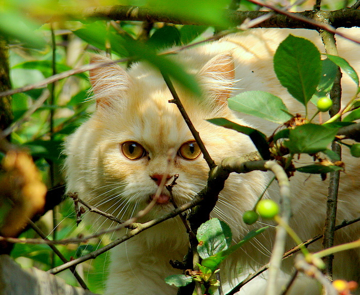 Кот на вишне Кот вишня прогулка