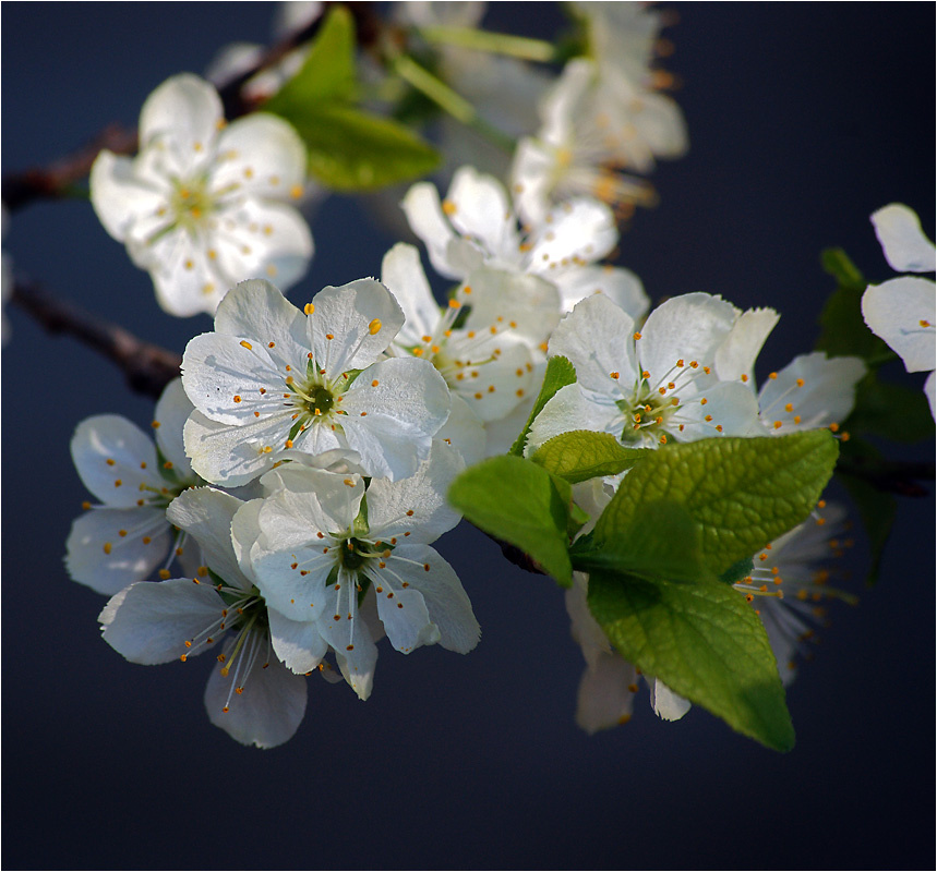 Prunus spinosa - Терн или Слива колючая. Prunus spinosa Терн Слива колючая растение цветок