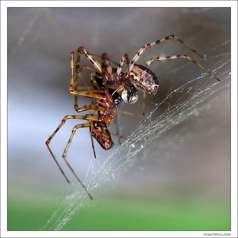 Spiders 