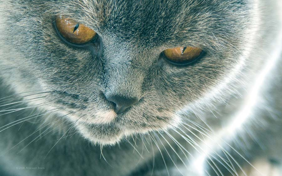 Задумчивость кошка задумчивость