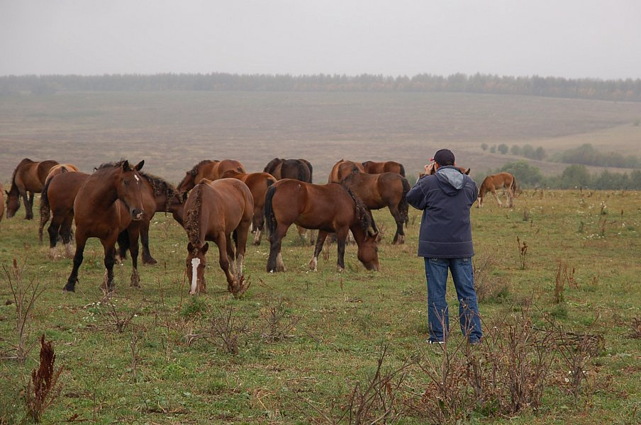 Фотограф и табун 