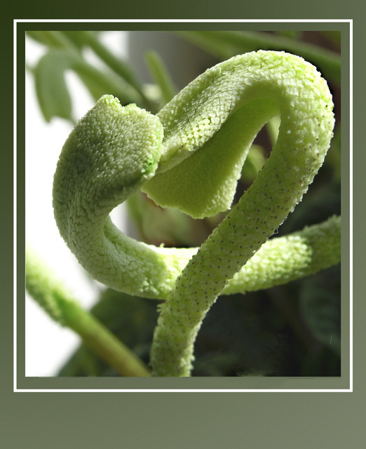 ... Piperomia пиперомия
