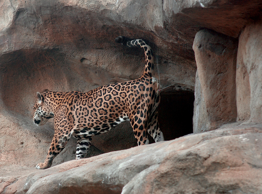 И написать ответ…. метить территорию любовная записка послание ягуар Panthera onca