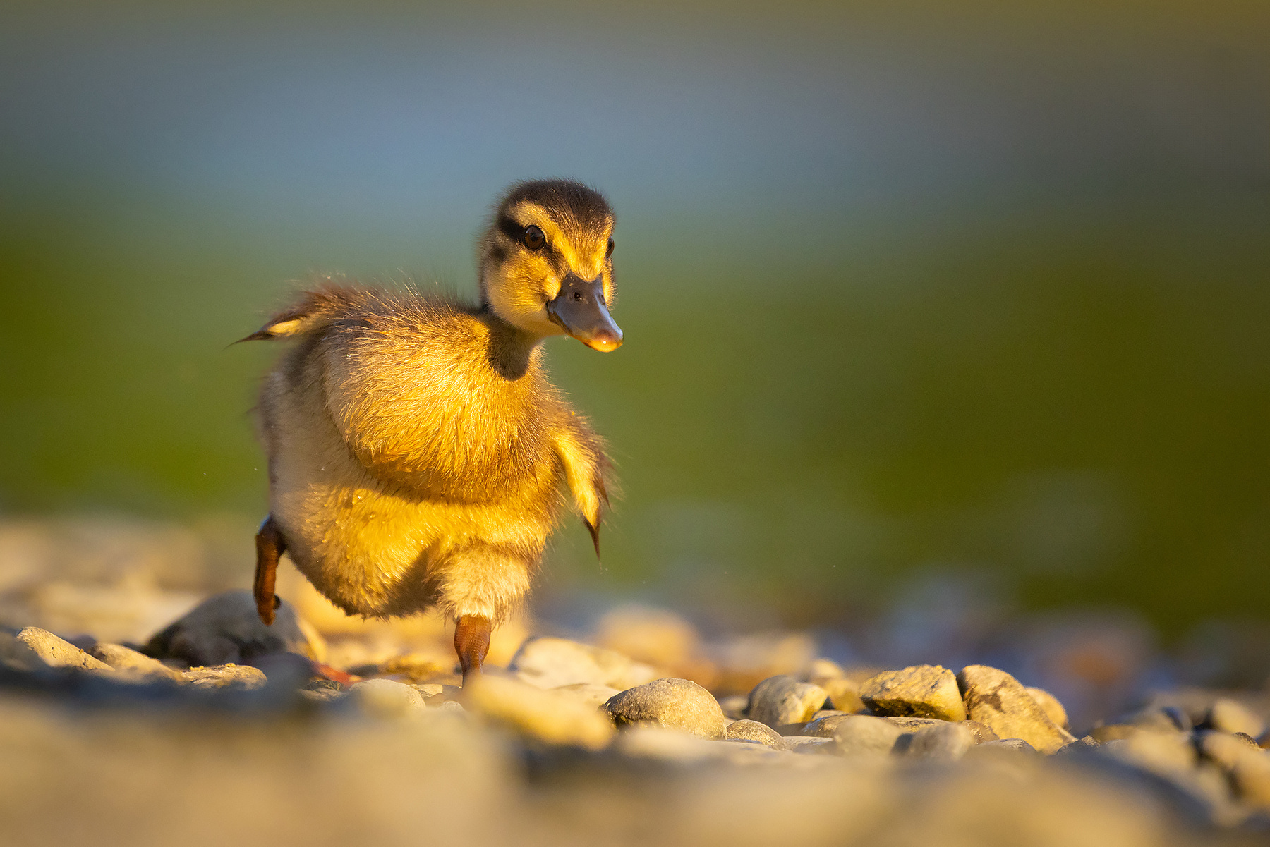 Duckling 