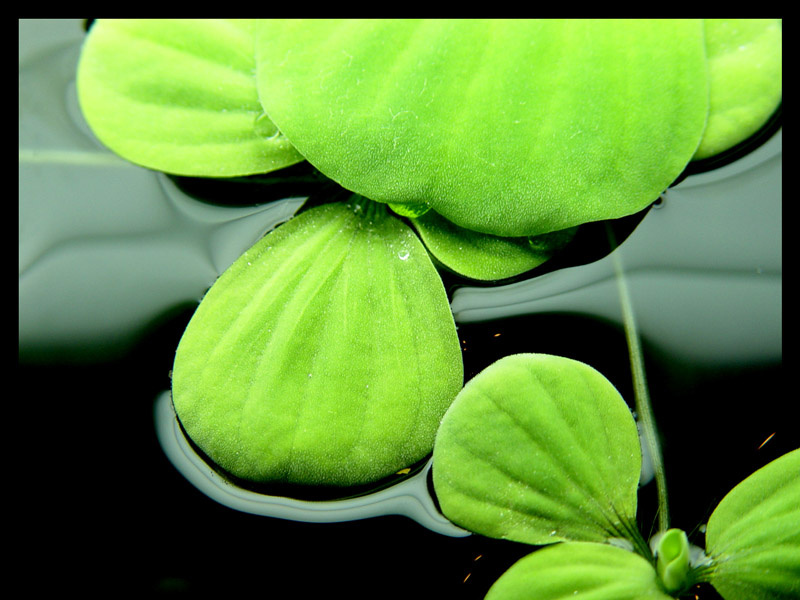 waterleaves water, leaves, green, macro