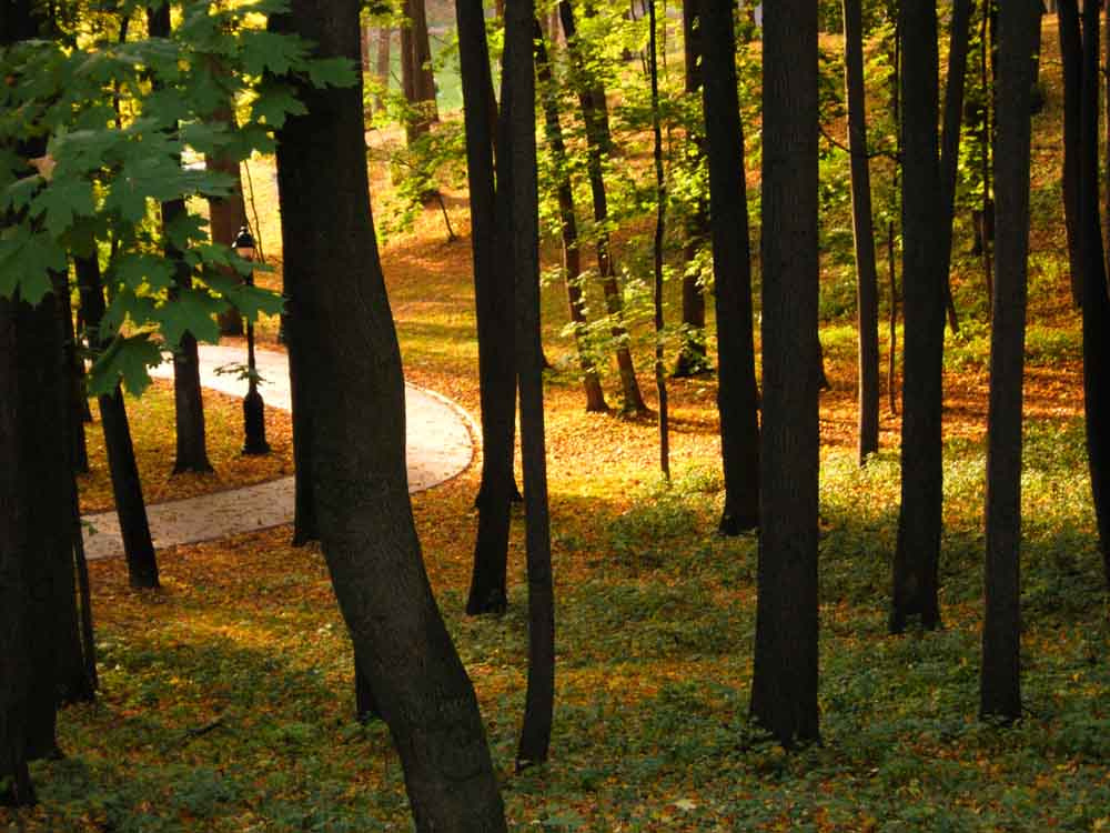 Свет наступает Осень деревья царицыно дорога