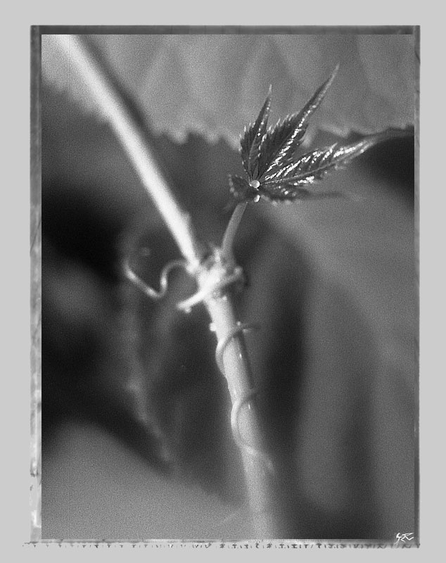 wild ч/б пленка природа
