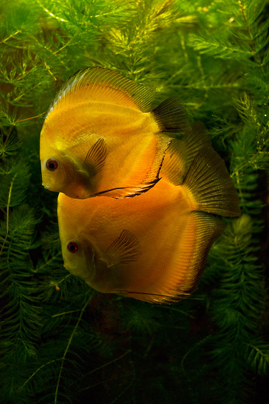 Symphysodon discus 