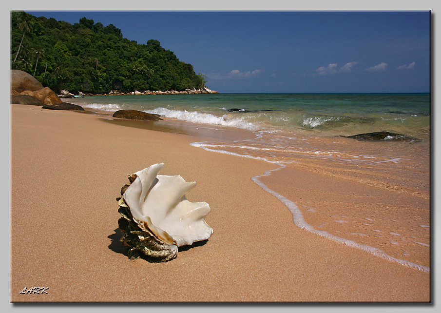 Подарок моря Ракушка Малайзия Perhentian Kesil