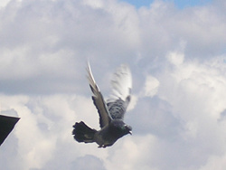 Flight in endlessness 