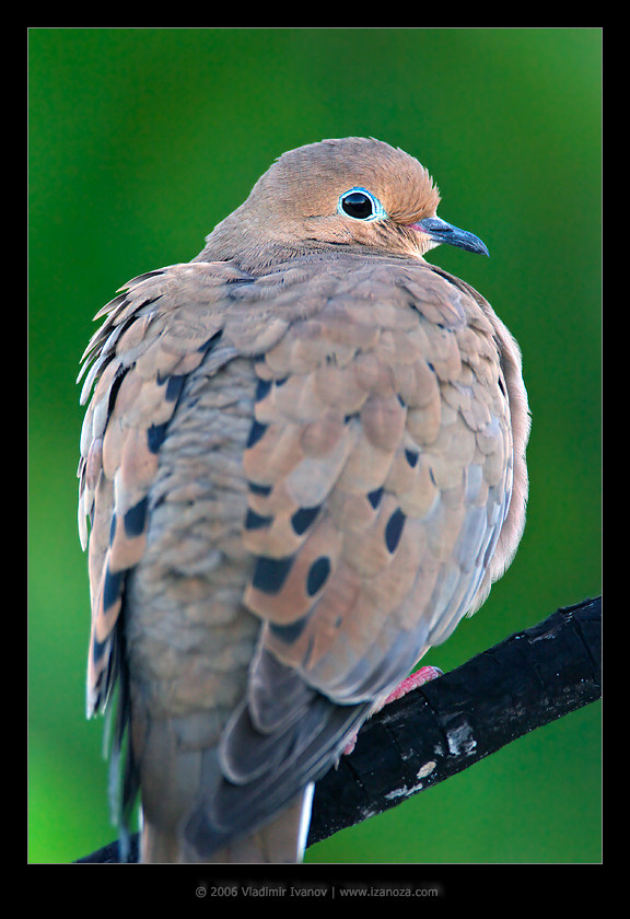 Горлица Плачущая горлица Zenaida macroura Mourning Dove Florida US