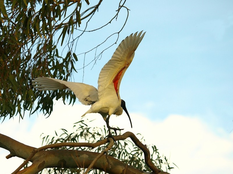 White Australian Ibis ибис