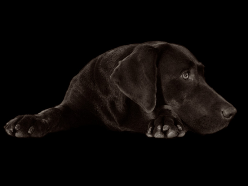 Grust\' sobaka, labrador, grustit