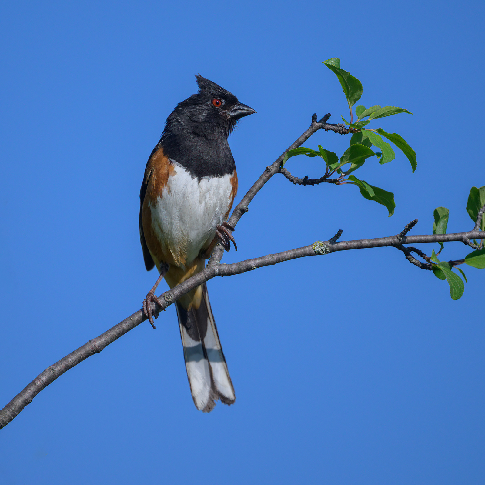 Eastern towhee 