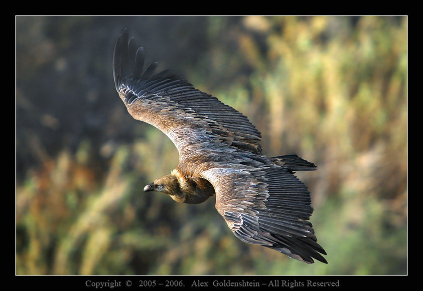 Белоголовый сип (Gyps fulvus) Израиль, заповедник, Гамла Белоголовый-сип(гриф)