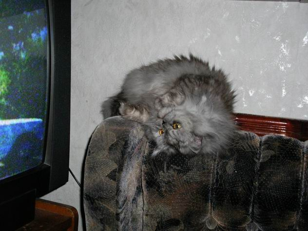 у кошек иной взгляд на мир 